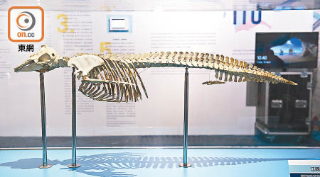 江豚的骨骼標本。