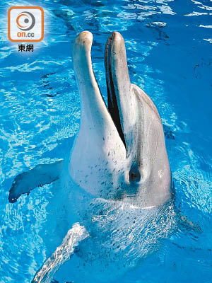 海洋公園曾有印度太平洋樽鼻海豚因病離世。