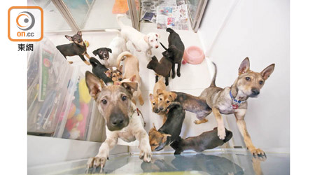 救狗之家現時收養六百多隻狗狗，市民可到中心申請領養。