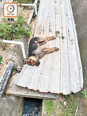 有流浪狗疑誤食身亡。