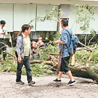 大樹橫亘路中，途人需要跨過樹幹而行。（互聯網圖片）