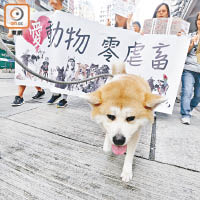 有愛護動物組織昨發起遊行，要求政府重視及保護動物。（何天成攝）