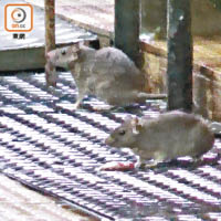 本港鼠患嚴重，更成人類感染大鼠戊型肝炎個案的高發地區。