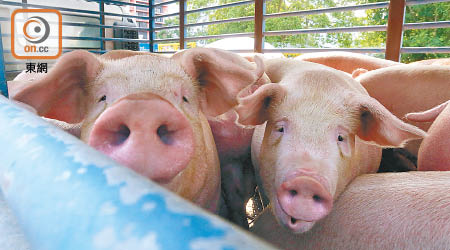 上水屠房<br>豬隻昨日下午分批運抵屠房，準備拍賣。（李志湧攝）