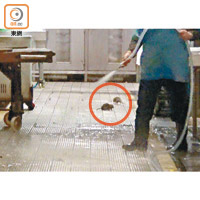 深水埗<br>有老鼠（紅圈示）在清潔工人前「散步」，完全不怕人。