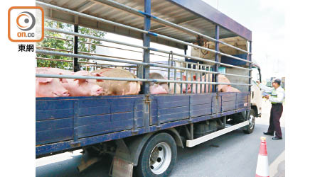 內地加強檢驗及需重新調配豬隻供港，令本港整體豬肉供應量減少四成。
