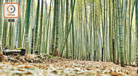 全球共有一千六百四十二種竹，用於建築的竹有逾六十種。