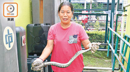 女蛇王展示抓捕的蟒蛇。（張世洋攝）