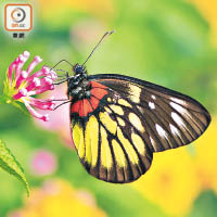 報喜斑粉蝶色彩豐富，宛如一幅粉彩畫。（環保協進會提供）
