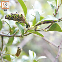 有近廿條報喜斑粉蝶的幼蟲在寄主植物寄生藤上蠕動。