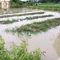 信芯園上周共七塊田被淹，向日葵花苗全部枯萎。（受訪者提供）