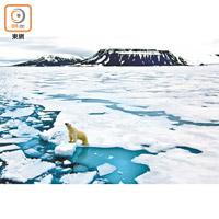 兩極冰川加速融化，對北極熊等原居生物構成嚴重影響。