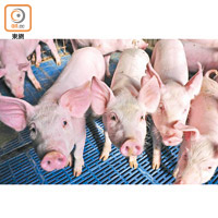 非洲豬瘟爆發，香港豬肉日日貴。