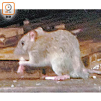 滅鼠行動捕獲約三百隻老鼠。