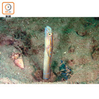 新品種珊瑚魚帶（魚尉）經常把身體埋在沙泥中。（組織提供）