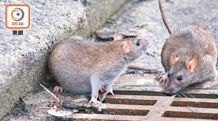 香港多區鼠患嚴重。