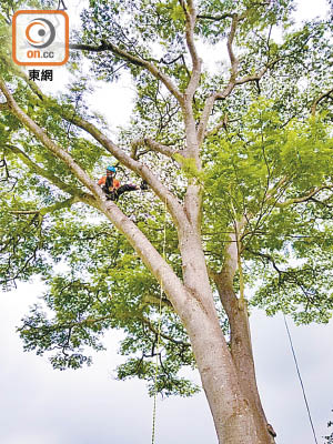 攀樹需要熱情及堅持，配合純熟技巧才能攀上樹頂。（陳錦燕攝）