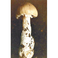 條紋毒鵝膏菌<br>本港部分野菇含有毒傘肽，可引致肝衰竭。（食安中心圖片）