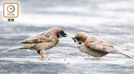 觀鳥會估算香港現有三十萬隻麻雀。（Tsang Pik Yuk/觀鳥會提供 ）