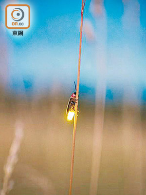 全球約一百萬種物種瀕臨絕種，多年來約二千種螢火蟲的數目下降。