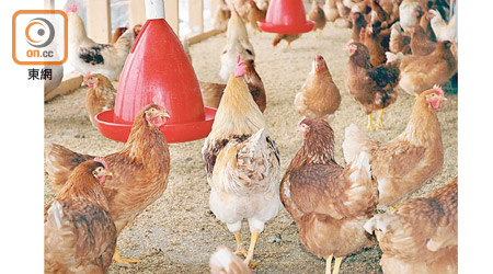 美國各地的沙門氏菌疫情爆發，大多與民居後園飼養家禽有關。