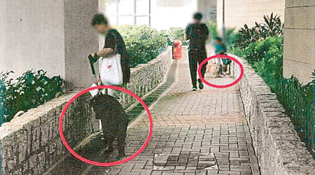 港鐵香港大學站C1出口附近的行車天橋底經常有人遛狗。（中西區區議會文件）