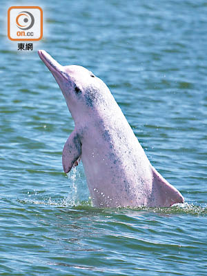 最新一份報告表示，香港水域出沒的中華白海豚數量僅有三十二條。