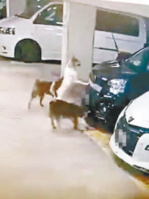 多隻野狗懷疑追貓，圍着七人車搜索。（互聯網圖片）