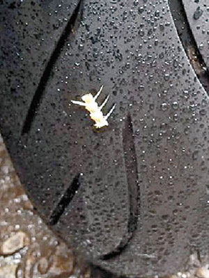 電單車車胎上黐着一小段魚骨。（互聯網圖片）