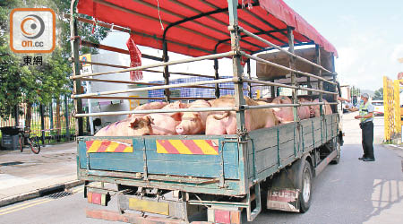 近期內地供港活豬只及過去的四至五成，每日維持一千六百至一千八百隻。