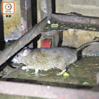 炎夏多雨令老鼠更為活躍，增加大鼠戊肝在社區傳播的風險。