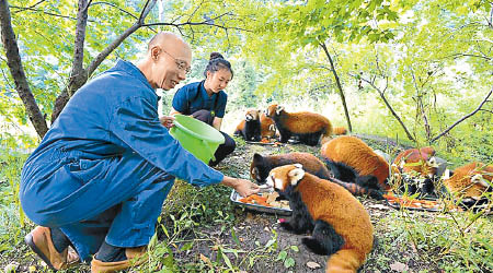 黃錦星去咗四川餵小熊貓，自言係試做實習生。（互聯網圖片）