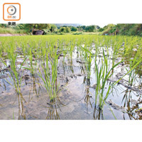 稻米是高投入低回報的項目，惟可以調節土壤酸鹼度及為田野降溫。