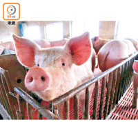 本港出現活豬量少價高的情況。