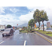 台北有樹木被強風吹至倒塌。（互聯網圖片）