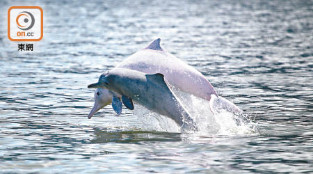 中華白海豚在珠江口一帶的種群數量跌至約兩千條。（Derek Ho攝）