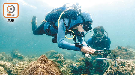 政府每年會進行珊瑚普查。