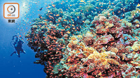 約四百五十個珊瑚礁因生長地區而免受熱浪影響。