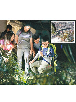 調查團隊在山徑發現本港罕見的香港後稜蛇（小圖）。