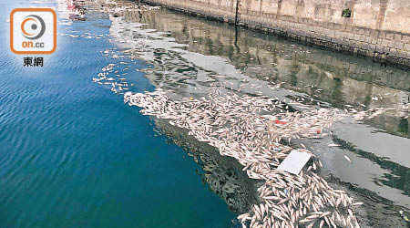 碼頭海旁漂浮魚屍。（林耀康攝）