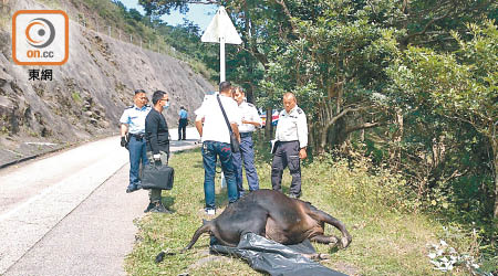 警方及有關人員檢視牛屍。（陳賜慧攝）