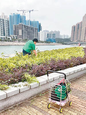 大媽半身進入植物叢中偷摘植物。（互聯網圖片）