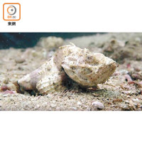 觀賞各種海洋生物令參加者展露笑容。