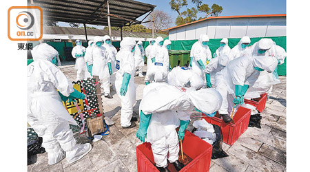 漁護署昨聯同食環署、衞生署等跨部門演習應對禽流感爆發。
