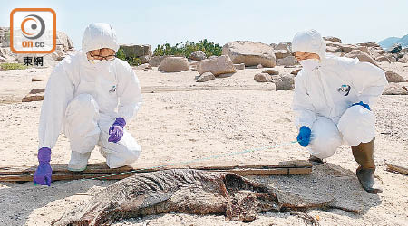 保育基金人員檢驗豚屍。（香港海洋公園保育基金提供）
