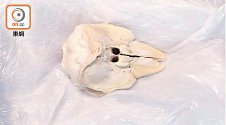 檢獲的江豚頭骨。（漁農自然護理署提供）