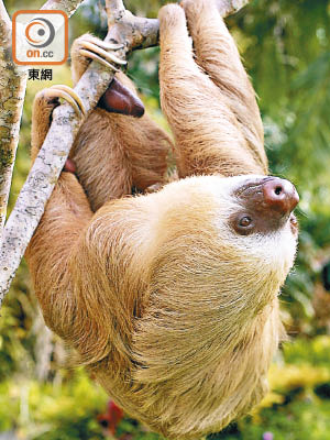 哥斯達黎加以野生動植物聞名，包括樹懶等都能在該國找到。