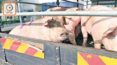 政府指樂意探討由其他國家輸入活豬的可行性。