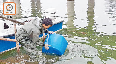 在水塘放養的主要是鯿魚、大頭魚和鯪魚的魚苗。