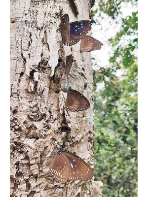 斑蝶首現大欖郊野公園，聚集樹上越冬。（鳳園蝴蝶保育區提供）